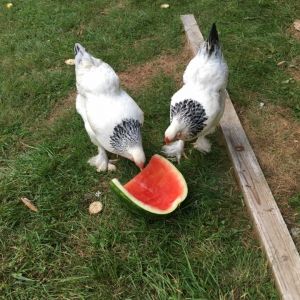 Penelope and Priscilla are enjoying a summer snack.