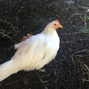 12wk Leghorn aka May