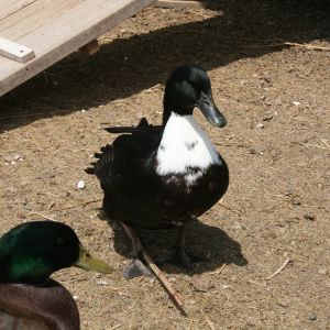 Charlie (black and white duck) at 5 months old