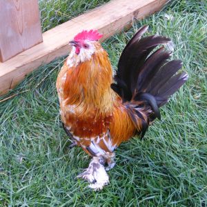 Barbu D'Uccle rooster for sale