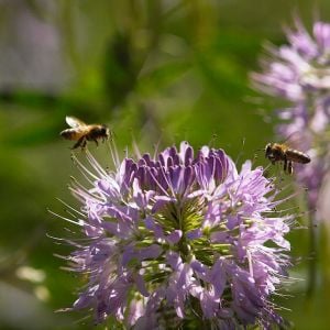 Honeybees and Rocky Mountain Bee Plant