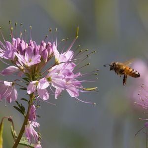 Honeybee and Rocky Mountain Bee Plant