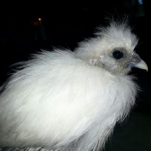 Silkie Baby