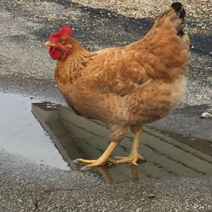 Rooster outside on a cloudy day