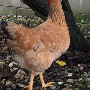 Rooster in the shade of a bush