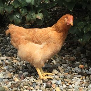 Hen-not being very cooperative. She has the same marking just not as dark or defined.