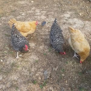 Our first hens. Two buff orphingtons and 2 Plymouth Rocks!  They are about 2 years old.