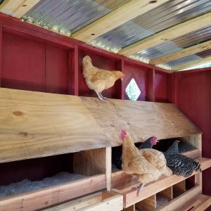 The first time in the coop!  I think they like it.