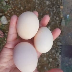 Our very first eggs!