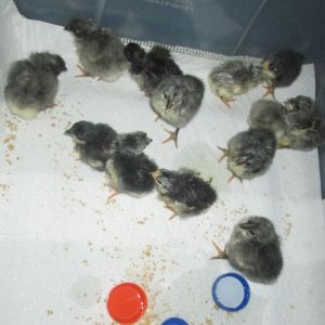 Just out of the incubator...
