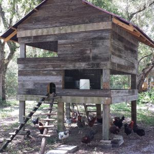 My Chicken Coop built from reclaimed wood. It took about 3 months to build and features a Brinsea automatic door opener, gravity feeders and about 2 dozen nesting boxes.
