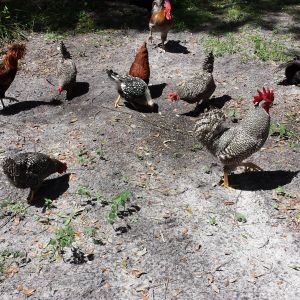 A few of the ol' girls and Roo's from the flock.