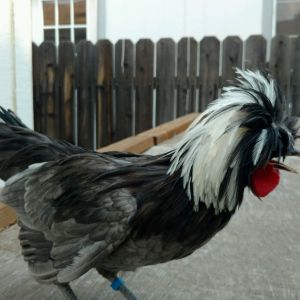 WC blue - name Blu