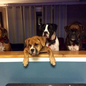 The Boxer pack Lucy, Ceci, Abby & Buddy