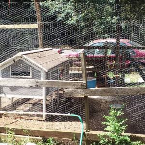 eventually will be walled in for coop using a small house from ts for now