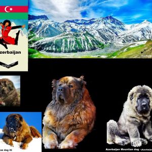Azerbaijan Sheep Dog
Azerbaijan mountian Dog 
Azerbaijan mastiff