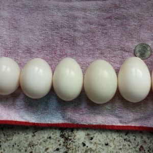 A Double Yolker from 8 mo White Layer