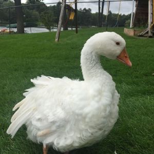 Gabriel the Sebastopol 14(?) weeks