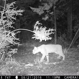 Caught on our game camera 8/21/2016