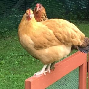 Bertha Buff and her friend Lena hanging out on a rainy day.