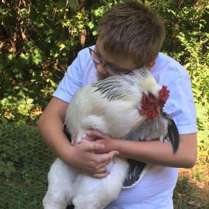 Our 13-year-old, Number One Son, is a chicken farmer in the making! Fancy Flufferbottom is NOT amused!