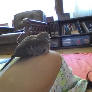 I found this abandoned  dove at my yard 2 months ago , he was so too small.
