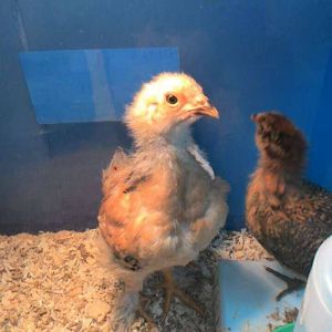 Korma, one of our favorite chicks turned out to be a rooster so he became some delicious Chicken Adobo.