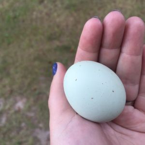 Blue/Green egg from our Ameraucana, Angie.