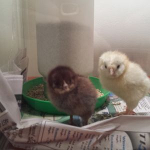 Easter Eggers - a few days old (June 2016)