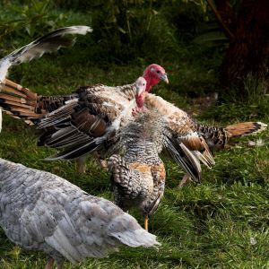 Blue Slate hen, Sweetgrass turkeys and Cream Legbar rooster