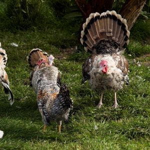 Sweetgrass turkeys and Cream Legbar rooster