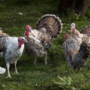 Sweetgrass turkeys and Cream Legbar rooster