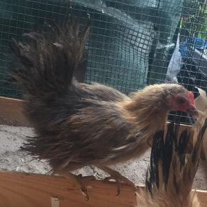 My hen enjoying a morning balance, aged almost four months.