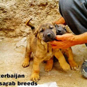 Azerbaijan sarab dogs 
sarab iti