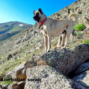 Azerbaijan sarab dogs
sarab iti