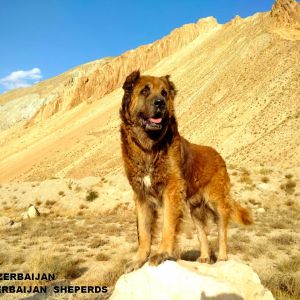Azerbaijan breeds
sarab dogs 
sarab iti