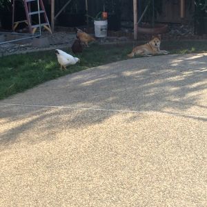 Just eatin some grass around the shiba inu