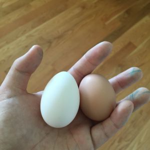 2 eggs today !