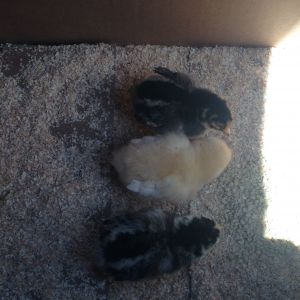 2ish months ago. Gold/Silver laced wyandottes paired with a buff orpington