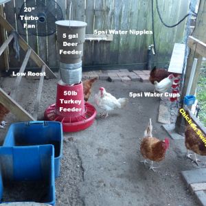 Feed & Water Detail.  2 different water systems.  On fence, 5psi Nipple type.  On right side, auto-fill cup type from China.  The girls like the cups the best, however, they tend to need cleaning on a daily bases since their little beaks are always dirty.  I adapted everything to low cost drip feeder tubing for the 5psi waterers...4 zones, 2 nipple zones, 2 cup zones.  Crumble Deer Feeder is programmed for 7am, 8 secs and 4pm, 6 secs. App. 4lbs / day.   Deer Feeders run on 4 AA Batteries that last about 1 year.  The Crumbles drop straight down from the deer feeder into the 50lb turkey feeder.  The eating area on the turkey feeder is around 4" deep,  They have to stick their little heads way down to get the food thus eliminating all messy eating with absolutely no waste. This is the cure for food waste.  BTW, chickens don't really like to swing.  You've probably seen the ads for the chicken swing, don't bother.  50lb Turkey Feeder - http://www.strombergschickens.com/product/hanging-poultry-feeder-50-pound-capacity/hanging-feeders