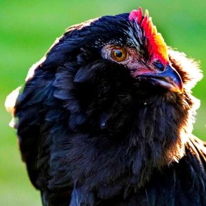 Azerbaijan breeds
Azerbaijan breed 
black Azerbaijan 
Marand hens
rare ploutry
