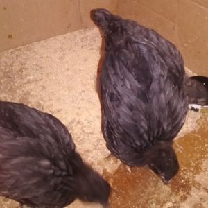 My Blue Wyandotte x Rhode Island Red Chicks