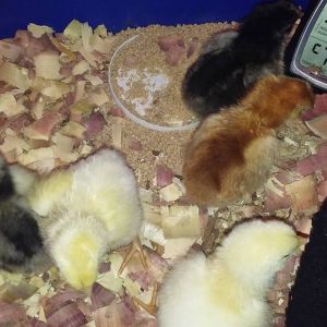 my babies hatched 9/10/16  2 delawares, 1 rir, 2 slw