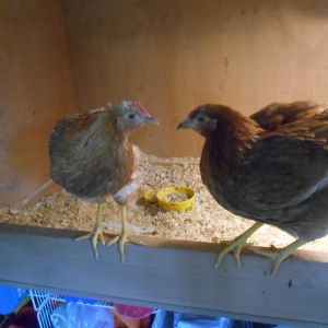 Milly & Daisy in their coop