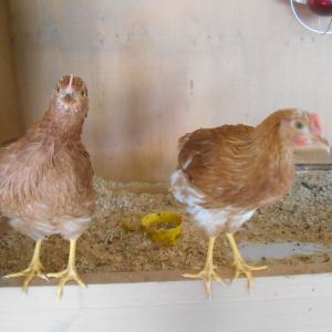 Milly & Daisy are cute chicken sisters!