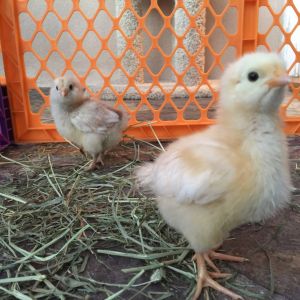 Buttercup & Daisy