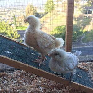 Buttercup & Daisy in their starter coop 5 weeks