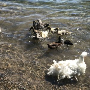 New babies first real swim