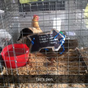 Taz's cage in may fair 2016
