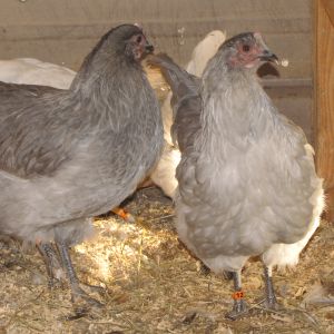 my 2 pullets; hatch date March 2016